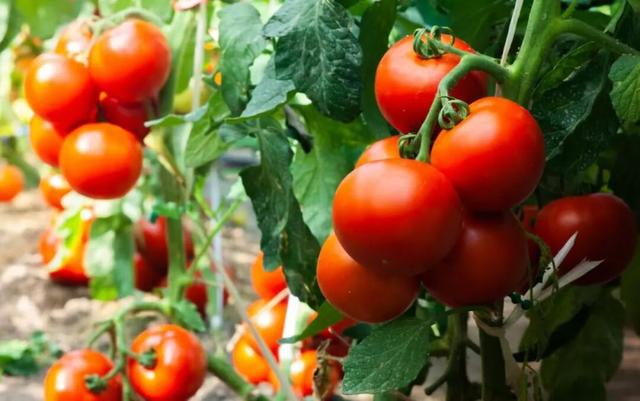 赶大集不用东奔西走~郯城大剧院市集今天下午等你