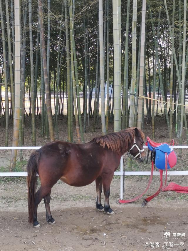 写点生活｜长兴水口疗养记