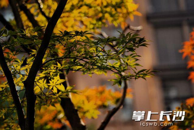 长沙发出“枫”情万种邀请函！最佳观赏期已定档