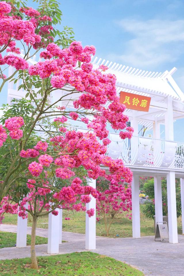 大雪 | 时节赋新颜，紫花开满园