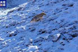 雪后瓦里关山现云海奇观 “囧脸侦探”藏狐雪地觅食呆萌可爱图片