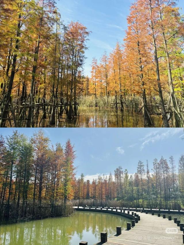 不是在云南，南充这里的水杉被问爆了~