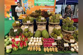 榴莲集中上市，榴莲爱好者快来品尝！6月价格回落，将与去年持平图片