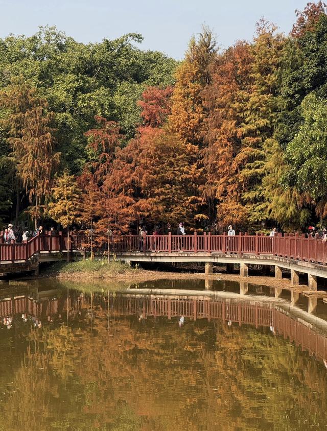 落羽杉最美“皮肤”上线，搭地铁邂逅限定版浪漫｜一“线”游广佛