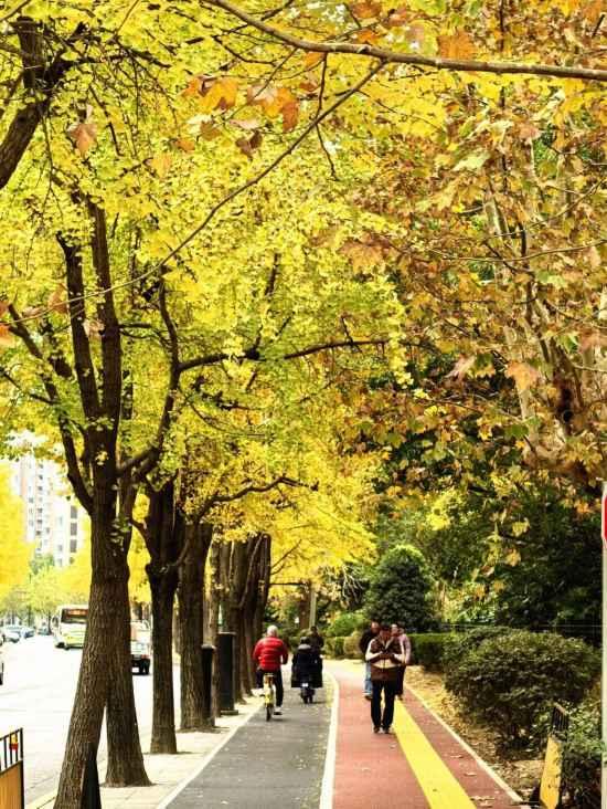 秋色浓度已拉满，申城街头 “赤橙黄绿交响曲”