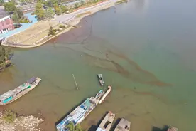 密密麻麻，海边出现“爆爆珠”？多地发布提醒，不要捕捞图片