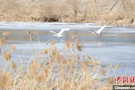 北京怀柔水库流域迎天鹅“返乡潮” 生物多样性日益丰富图片