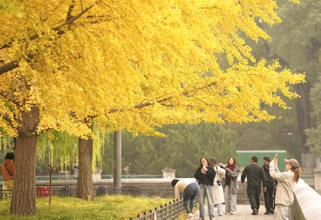 故宫筒子河畔，秋色醉人