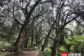 古树名木保护  京湘川闽陕这样干丨封面圆桌图片