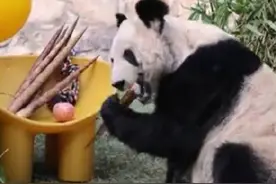 丫丫也交到小鸟朋友了图片