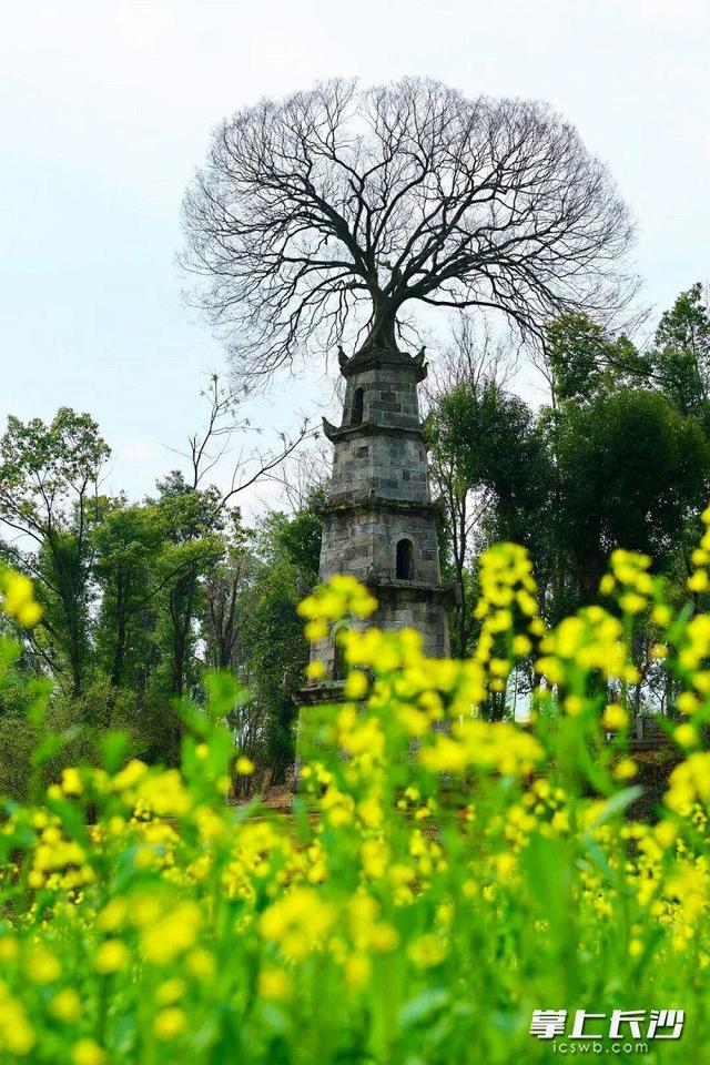油菜花开了！望城这些地方的油菜花海等你来打卡
