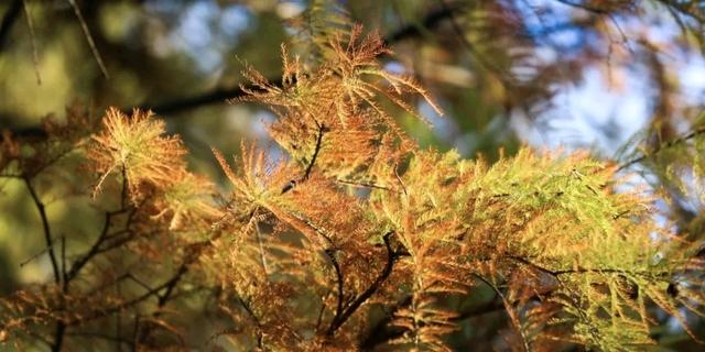 多图｜“醉”美企石！这里的落羽杉“红”了