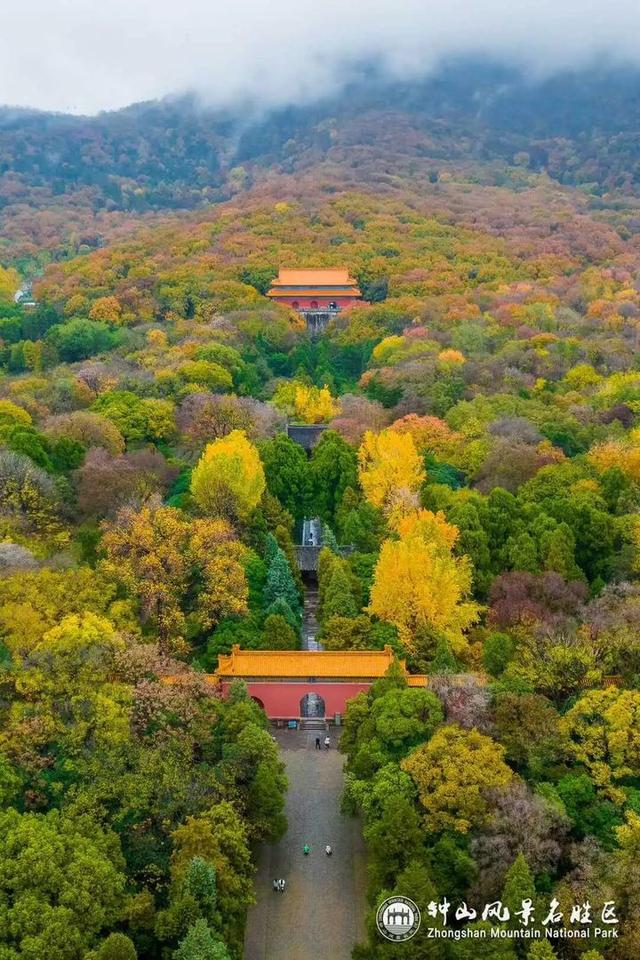 没来过紫金山，就不算看过南京的秋