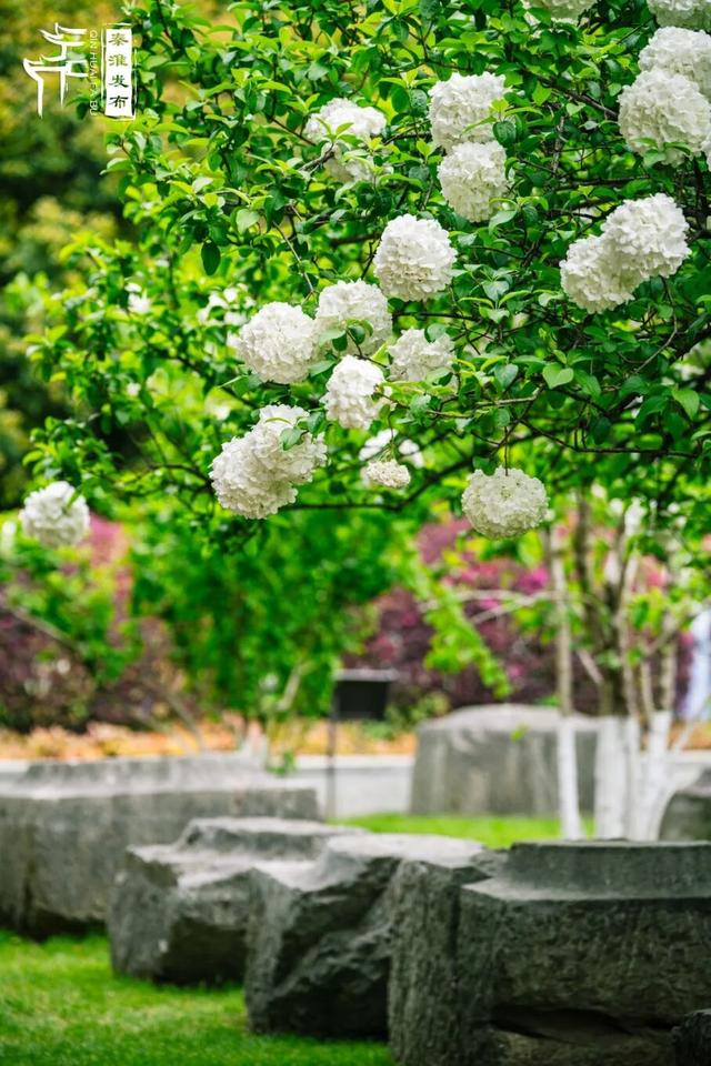 花样秦淮｜绣球花开