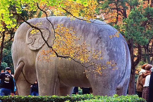 石象路“最美600米”秋景引游客