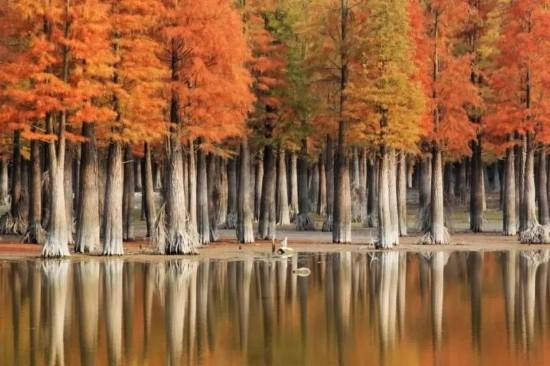 杉杉“红”了！长三角这些地方正上演视觉大秀