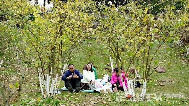 重庆今冬第一波蜡梅开了，最佳赏花期就在本月