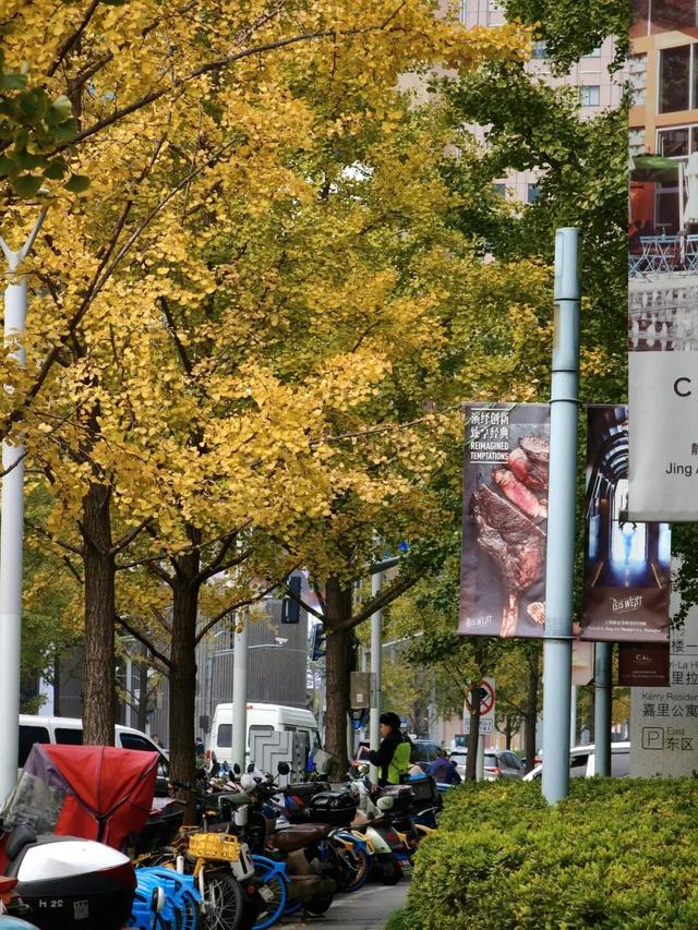 金色长廊加载中！静安这条道路银杏渐入佳境↑