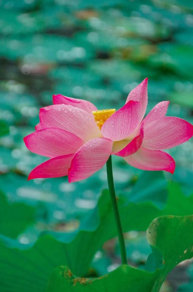 夏天，还得是苏东坡笔下眉山的夏天