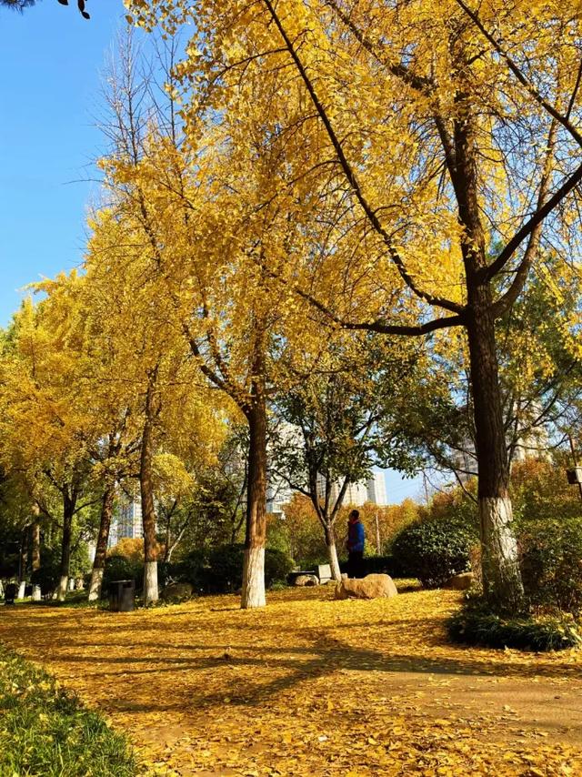 静候碑林“满眼金黄”!提前收藏这5个银杏打卡点,出片率100%