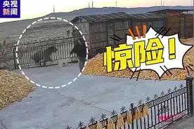 出门看猛虎的73岁老人“比老虎还虎”：我根本就不害怕图片