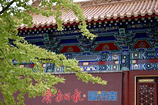 一年四季 泉在济南丨黄绿交织，邂逅文庙别样秋韵