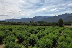 “吃鲜桃、赏荷花” 华商报直播助农走进王莽桃园图片