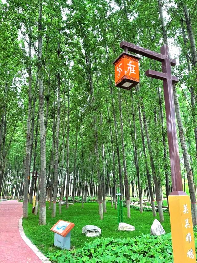 西咸新区600亩向日葵海已绽放