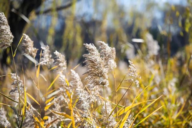 晴天赏“雪”！北坞公园又出片了