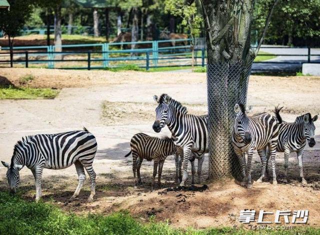 绿色出行快乐加倍，长沙生态动物园萌趣主题巴士正式运营