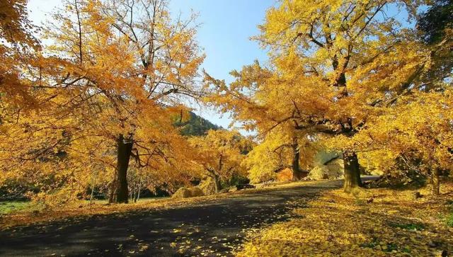 出片率100%！湖北的秋天太卷了