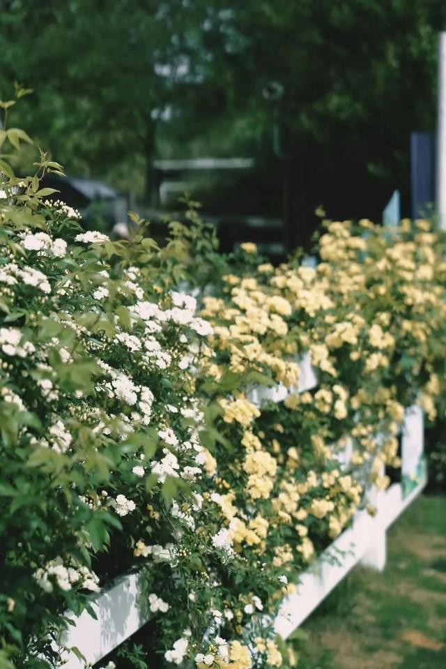 在苏家理想村，一场乡野游乐集正等你赴约