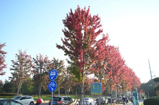 红了~红了，来宿城追“枫”！