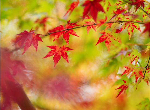 绝美！成都红枫进入最佳观赏期！线路来啦