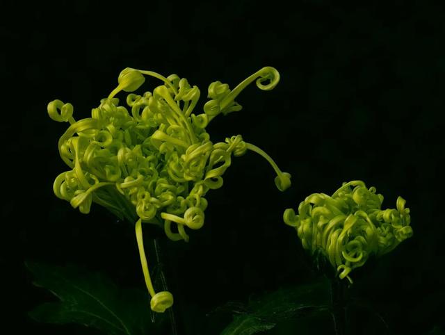 限时开启！花展进行中，还可以带回家→