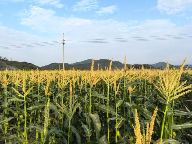 视觉增城｜“果”然有趣！快来正果邂逅甜蜜“丰”景