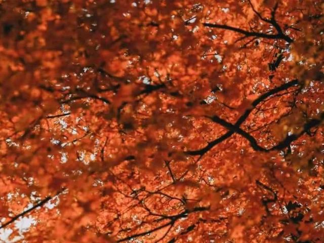 北京号最精彩｜惊艳！京城这些公园里藏着秋景“天花板”