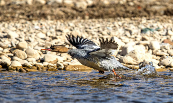 百鸟翔集绘生态画卷 大美卢氏邀您共赏
