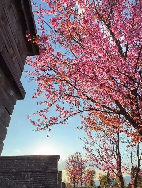 冬樱花、梅花、郁金香、虞美人......昆明最全赏花攻略请查收