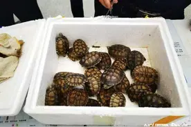 近30只乌龟虎门站坐高铁被拒，深铁警方：坐列车不能带动物图片