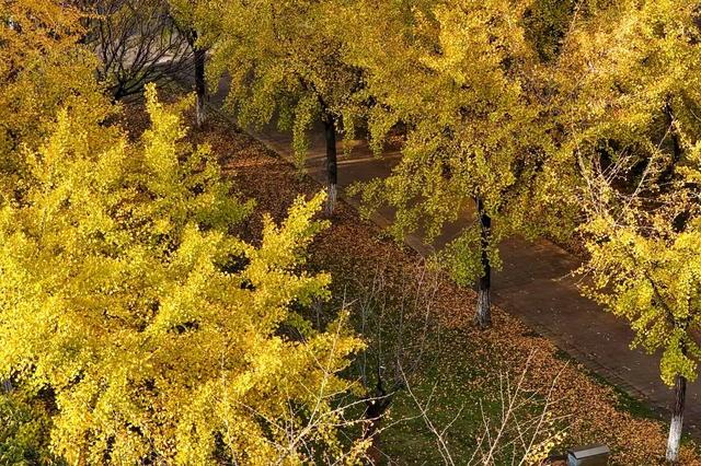 美爆了！余杭银杏打卡地出炉