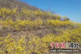 秦皇岛青龙：连翘花开“金”满山图片