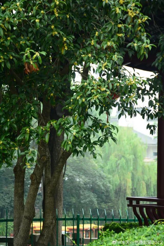 秦淮花事 | 秋日限定！在秦淮，与一场桂花雨不期而遇→