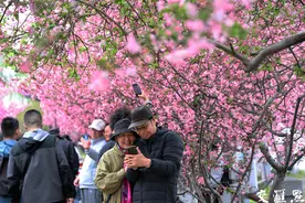 最美海棠季！南京莫愁湖公园游人如织图片