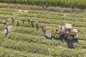 田间学校与新农人图片