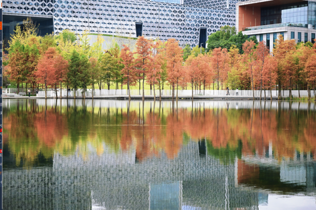 绝美！成都红枫进入最佳观赏期！线路来啦