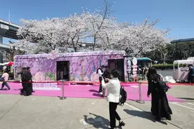 美轮美奂！最美樱花车站的樱花迎来最佳观赏期！图片