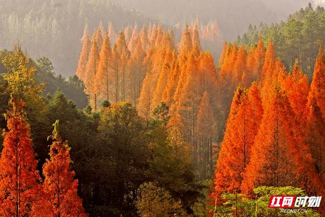 “拾起”最美的秋天 “怀化捡秋地图”来了