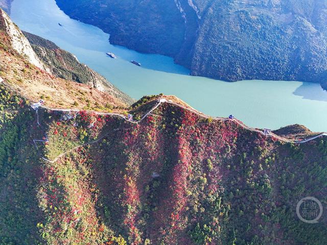 重庆巫山“三峡龙脊”红叶迎来观赏期