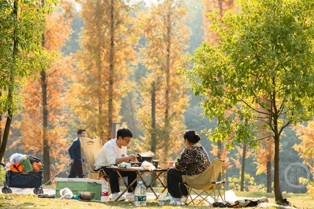 杉林映冬阳 露营拾光暖